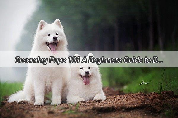 Grooming Pups 101 A Beginners Guide to Dog Hair Cutting Success